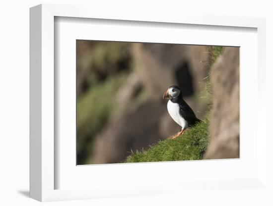 puffin, Fratercula arctica, Faeroese, individual-olbor-Framed Photographic Print