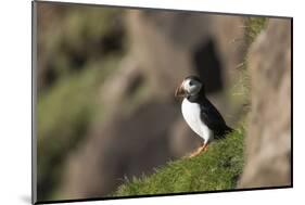 puffin, Fratercula arctica, Faeroese, individual-olbor-Mounted Photographic Print