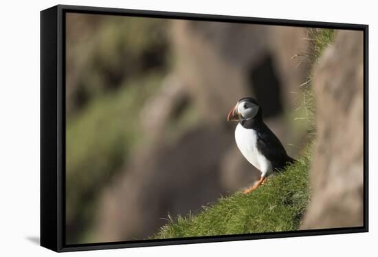 puffin, Fratercula arctica, Faeroese, individual-olbor-Framed Stretched Canvas