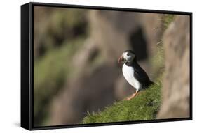 puffin, Fratercula arctica, Faeroese, individual-olbor-Framed Stretched Canvas