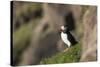 puffin, Fratercula arctica, Faeroese, individual-olbor-Stretched Canvas