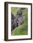 puffin, Fratercula arctica, Faeroese, individual-olbor-Framed Photographic Print