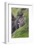 puffin, Fratercula arctica, Faeroese, individual-olbor-Framed Photographic Print