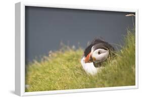puffin, Fratercula arctica, Faeroese, individual-olbor-Framed Photographic Print