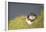 puffin, Fratercula arctica, Faeroese, individual-olbor-Framed Photographic Print