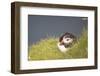 puffin, Fratercula arctica, Faeroese, individual-olbor-Framed Photographic Print