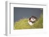 puffin, Fratercula arctica, Faeroese, individual-olbor-Framed Photographic Print