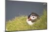 puffin, Fratercula arctica, Faeroese, individual-olbor-Mounted Photographic Print