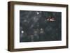 puffin, Fratercula arctica, Faeroese-olbor-Framed Photographic Print