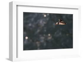 puffin, Fratercula arctica, Faeroese-olbor-Framed Photographic Print