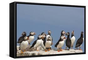Puffin (Fratercula Arctica), Farne Islands, Northumberland, England, United Kingdom, Europe-Ann & Steve Toon-Framed Stretched Canvas