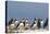 Puffin (Fratercula Arctica), Farne Islands, Northumberland, England, United Kingdom, Europe-Ann & Steve Toon-Stretched Canvas
