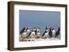 Puffin (Fratercula Arctica), Farne Islands, Northumberland, England, United Kingdom, Europe-Ann & Steve Toon-Framed Photographic Print