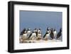 Puffin (Fratercula Arctica), Farne Islands, Northumberland, England, United Kingdom, Europe-Ann & Steve Toon-Framed Photographic Print