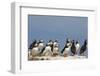 Puffin (Fratercula Arctica), Farne Islands, Northumberland, England, United Kingdom, Europe-Ann & Steve Toon-Framed Photographic Print