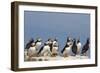 Puffin (Fratercula Arctica), Farne Islands, Northumberland, England, United Kingdom, Europe-Ann & Steve Toon-Framed Photographic Print