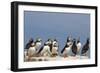 Puffin (Fratercula Arctica), Farne Islands, Northumberland, England, United Kingdom, Europe-Ann & Steve Toon-Framed Photographic Print