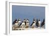 Puffin (Fratercula Arctica), Farne Islands, Northumberland, England, United Kingdom, Europe-Ann & Steve Toon-Framed Photographic Print