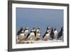 Puffin (Fratercula Arctica), Farne Islands, Northumberland, England, United Kingdom, Europe-Ann & Steve Toon-Framed Photographic Print
