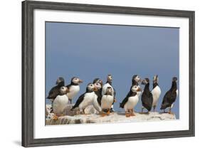 Puffin (Fratercula Arctica), Farne Islands, Northumberland, England, United Kingdom, Europe-Ann & Steve Toon-Framed Photographic Print