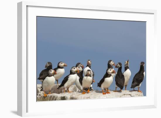 Puffin (Fratercula Arctica), Farne Islands, Northumberland, England, United Kingdom, Europe-Ann & Steve Toon-Framed Photographic Print