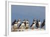 Puffin (Fratercula Arctica), Farne Islands, Northumberland, England, United Kingdom, Europe-Ann & Steve Toon-Framed Photographic Print