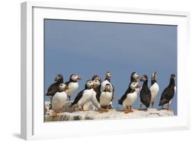 Puffin (Fratercula Arctica), Farne Islands, Northumberland, England, United Kingdom, Europe-Ann & Steve Toon-Framed Photographic Print