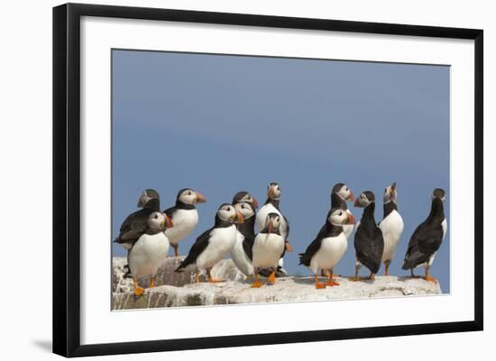 Puffin (Fratercula Arctica), Farne Islands, Northumberland, England, United Kingdom, Europe-Ann & Steve Toon-Framed Photographic Print