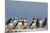 Puffin (Fratercula Arctica), Farne Islands, Northumberland, England, United Kingdom, Europe-Ann & Steve Toon-Mounted Photographic Print