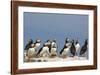 Puffin (Fratercula Arctica), Farne Islands, Northumberland, England, United Kingdom, Europe-Ann & Steve Toon-Framed Photographic Print