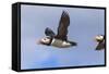 Puffin (Fratercula Arctica) Flying, Farne Islands, Northumberland, England, United Kingdom, Europe-Ann and Steve Toon-Framed Stretched Canvas