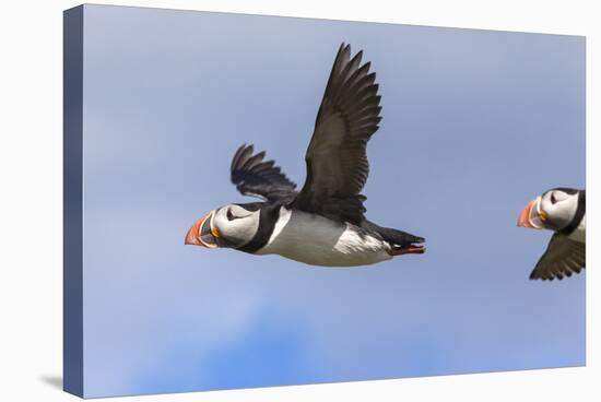 Puffin (Fratercula Arctica) Flying, Farne Islands, Northumberland, England, United Kingdom, Europe-Ann and Steve Toon-Stretched Canvas