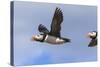 Puffin (Fratercula Arctica) Flying, Farne Islands, Northumberland, England, United Kingdom, Europe-Ann and Steve Toon-Stretched Canvas