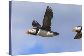 Puffin (Fratercula Arctica) Flying, Farne Islands, Northumberland, England, United Kingdom, Europe-Ann and Steve Toon-Stretched Canvas