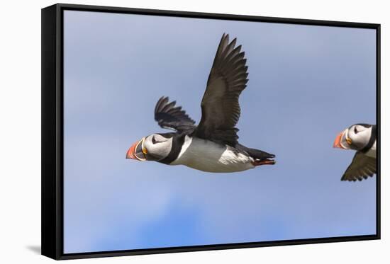 Puffin (Fratercula Arctica) Flying, Farne Islands, Northumberland, England, United Kingdom, Europe-Ann and Steve Toon-Framed Stretched Canvas