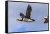 Puffin (Fratercula Arctica) Flying, Farne Islands, Northumberland, England, United Kingdom, Europe-Ann and Steve Toon-Framed Stretched Canvas