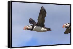 Puffin (Fratercula Arctica) Flying, Farne Islands, Northumberland, England, United Kingdom, Europe-Ann and Steve Toon-Framed Stretched Canvas