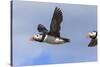 Puffin (Fratercula Arctica) Flying, Farne Islands, Northumberland, England, United Kingdom, Europe-Ann and Steve Toon-Stretched Canvas