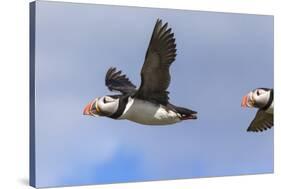 Puffin (Fratercula Arctica) Flying, Farne Islands, Northumberland, England, United Kingdom, Europe-Ann and Steve Toon-Stretched Canvas