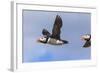 Puffin (Fratercula Arctica) Flying, Farne Islands, Northumberland, England, United Kingdom, Europe-Ann and Steve Toon-Framed Photographic Print