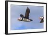 Puffin (Fratercula Arctica) Flying, Farne Islands, Northumberland, England, United Kingdom, Europe-Ann and Steve Toon-Framed Photographic Print