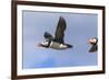 Puffin (Fratercula Arctica) Flying, Farne Islands, Northumberland, England, United Kingdom, Europe-Ann and Steve Toon-Framed Photographic Print