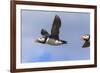 Puffin (Fratercula Arctica) Flying, Farne Islands, Northumberland, England, United Kingdom, Europe-Ann and Steve Toon-Framed Photographic Print