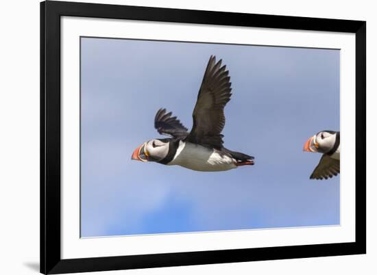 Puffin (Fratercula Arctica) Flying, Farne Islands, Northumberland, England, United Kingdom, Europe-Ann and Steve Toon-Framed Photographic Print