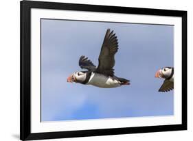 Puffin (Fratercula Arctica) Flying, Farne Islands, Northumberland, England, United Kingdom, Europe-Ann and Steve Toon-Framed Photographic Print