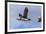 Puffin (Fratercula Arctica) Flying, Farne Islands, Northumberland, England, United Kingdom, Europe-Ann and Steve Toon-Framed Photographic Print