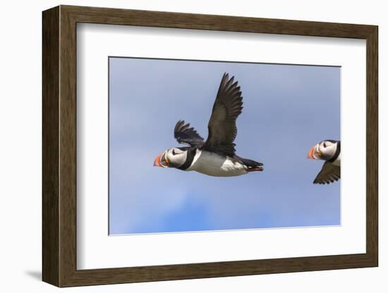 Puffin (Fratercula Arctica) Flying, Farne Islands, Northumberland, England, United Kingdom, Europe-Ann and Steve Toon-Framed Photographic Print