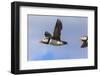Puffin (Fratercula Arctica) Flying, Farne Islands, Northumberland, England, United Kingdom, Europe-Ann and Steve Toon-Framed Photographic Print