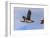 Puffin (Fratercula Arctica) Flying, Farne Islands, Northumberland, England, United Kingdom, Europe-Ann and Steve Toon-Framed Photographic Print