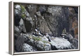 puffin, Fratercula arctica, group, rock-olbor-Framed Photographic Print